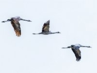 3-cranes