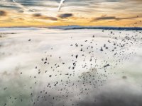 Birds-flying-high-01