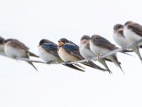 Dieren bij Les Marchands