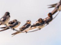 Birds-on-a-wire