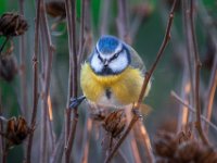 Blue-tit-01
