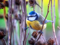 Blue-tit-02