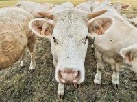 Charolais 03