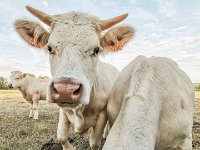 Charolais 05