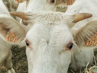 Charolais 08