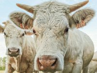 Charolais 09