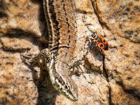 close encounter on the wall
