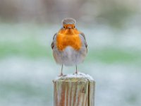 Cold-feet