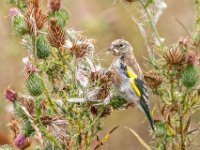 DSCF1768b