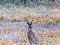 DSF5660-2b