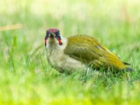 Green-woodpecker-02