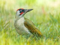 Green-woodpecker