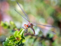 Heidelibel-02