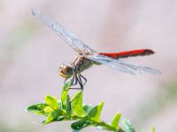Heidelibel