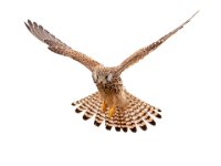 Hovering-02