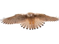 Hovering