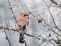 Jay-05