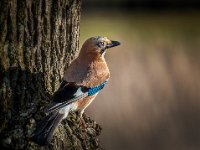 Jay
