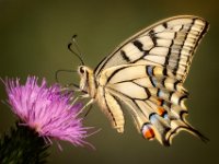 Koninginnenpage-01