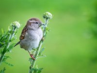 Nest-materiaal-verzamelen