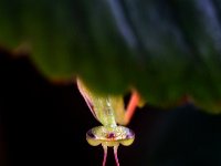 Peekaboo-2