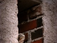 Peekaboo