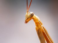 Praying-Mantis-2
