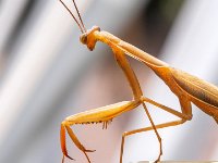 Praying-Mantis-3