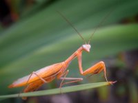 Praying-Mantis-4