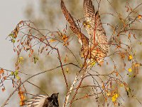 Quarrel-in-the-tree
