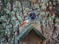 Red-tale-on-the-roof