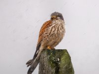 Resisting-the-snow