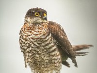 Sparrowhawk 01