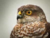 Sparrowhawk-02