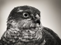 Sparrowhawk-03
