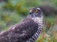 Sparrowhawk-04