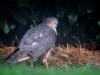 Sparrowhawk-hunting-in-the-bushes