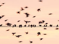 Sunset-birds-on-wires