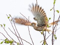 Take-off