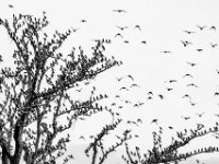 The-Birds
