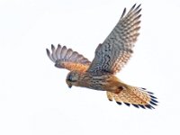 Torenvalk02