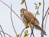 Waiting-for-prey