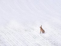 Winterhaas