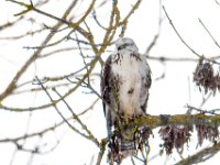 buizerd