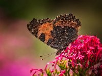 butterfly2