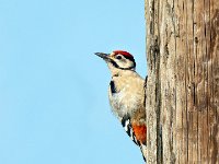 jonge-grote-bonte-specht