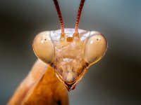 praying-mantis