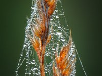 Automne