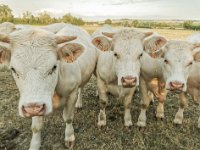 Charolais 01