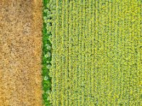 Grain-and-sunflowers